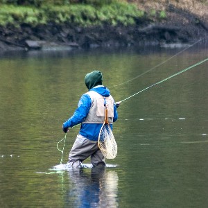Fly Fishing on a Stream